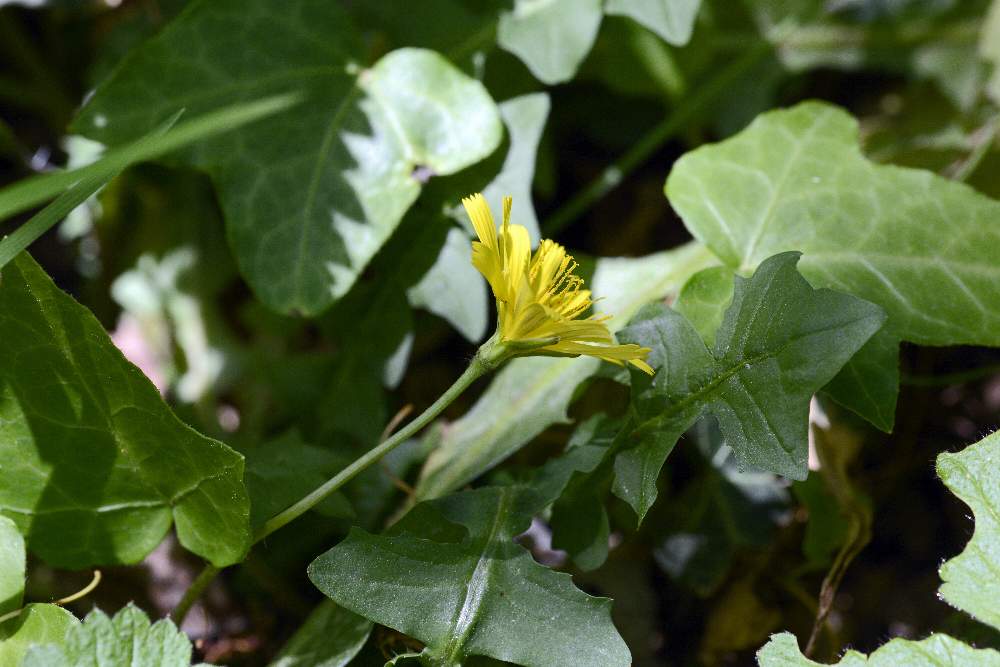 Asteraceae:  Aposeris foetida / Lattuga fetida