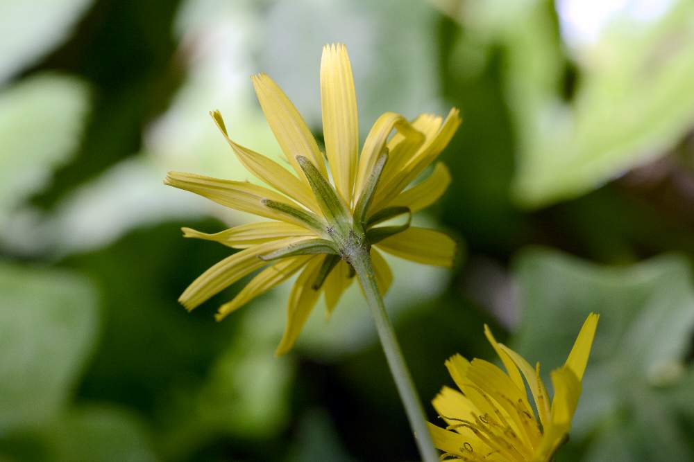 Asteraceae:  Aposeris foetida / Lattuga fetida