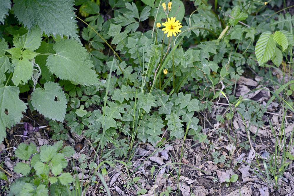 Asteraceae:  Aposeris foetida / Lattuga fetida