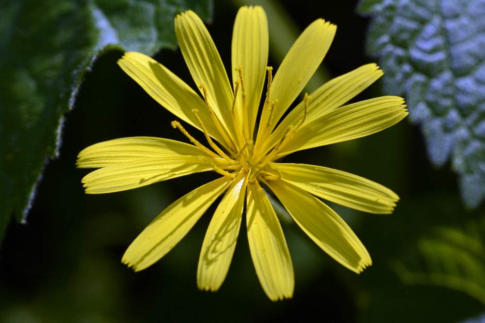 Asteraceae:  Aposeris foetida / Lattuga fetida