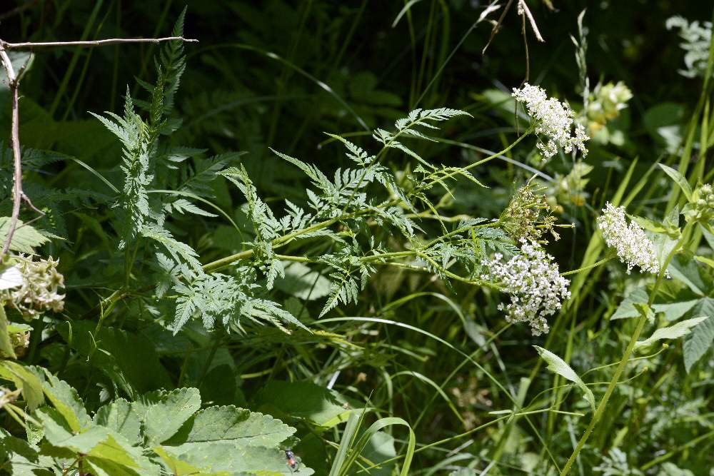 Apiaceae da id.