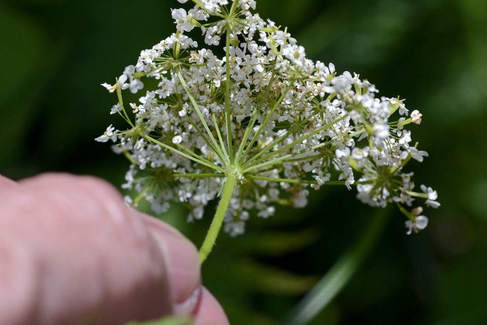 Apiaceae da id.