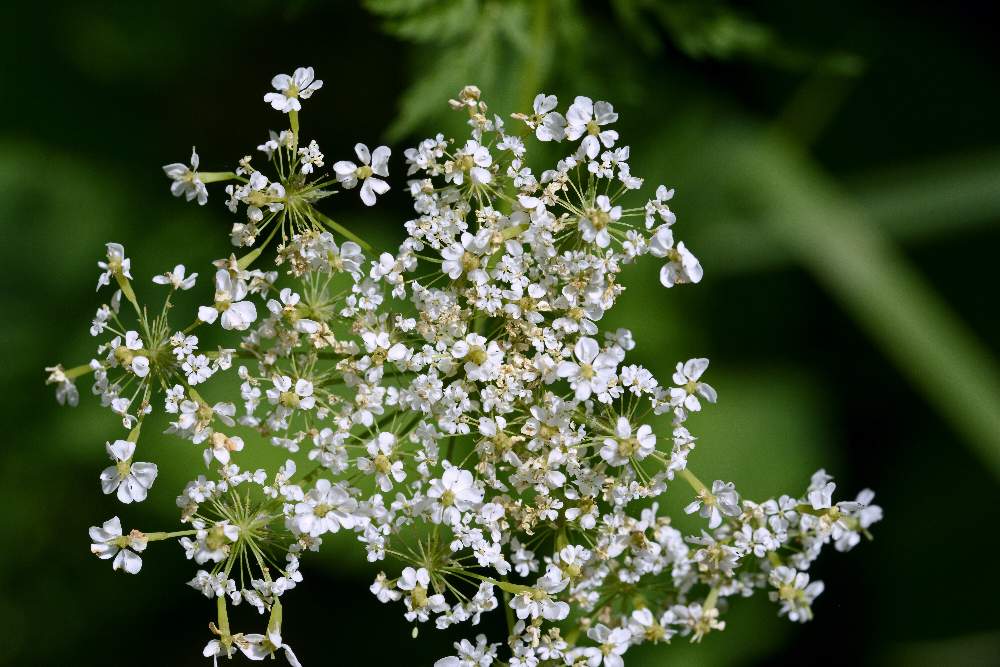 Apiaceae da id.