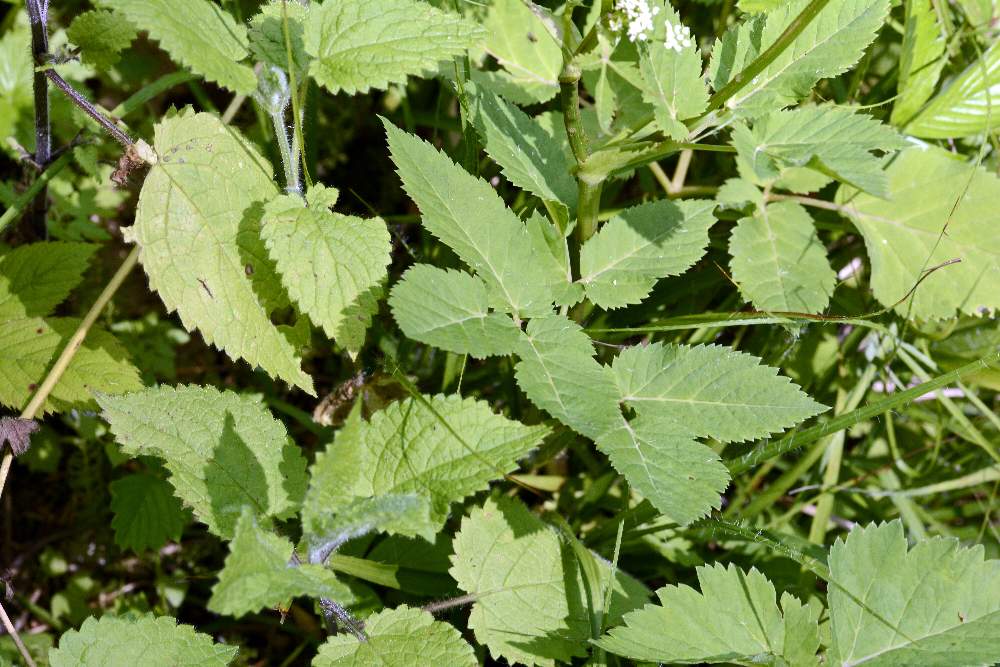 Da identificare, credo Apiaceae