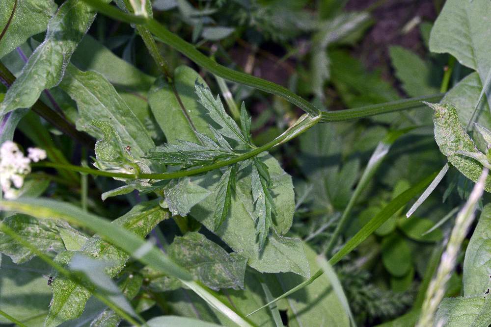 Pimpinella maior