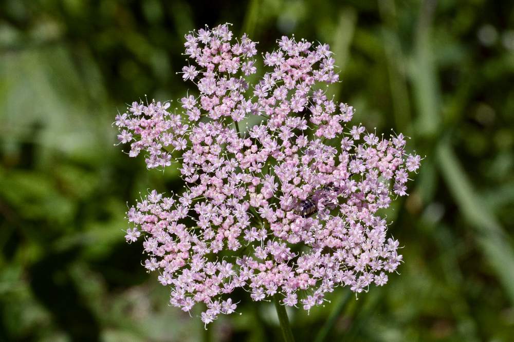 Pimpinella maior