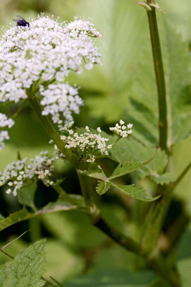 Da identificare, credo Apiaceae