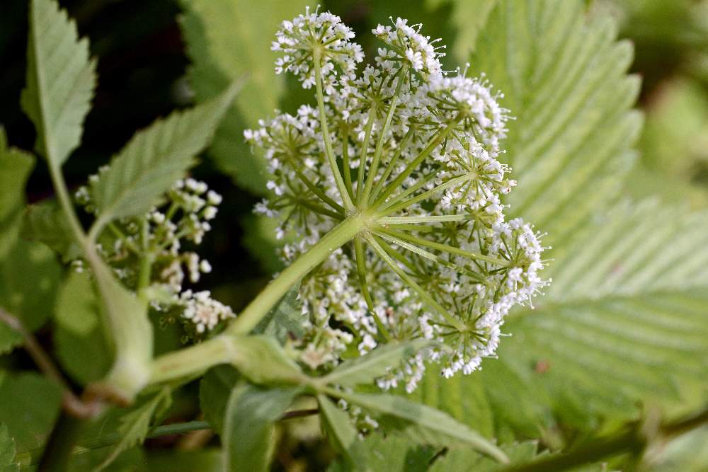 Da identificare, credo Apiaceae