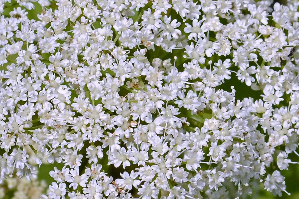 Da identificare, credo Apiaceae