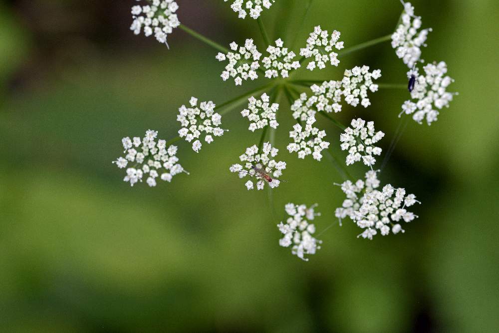 Da identificare, credo Apiaceae