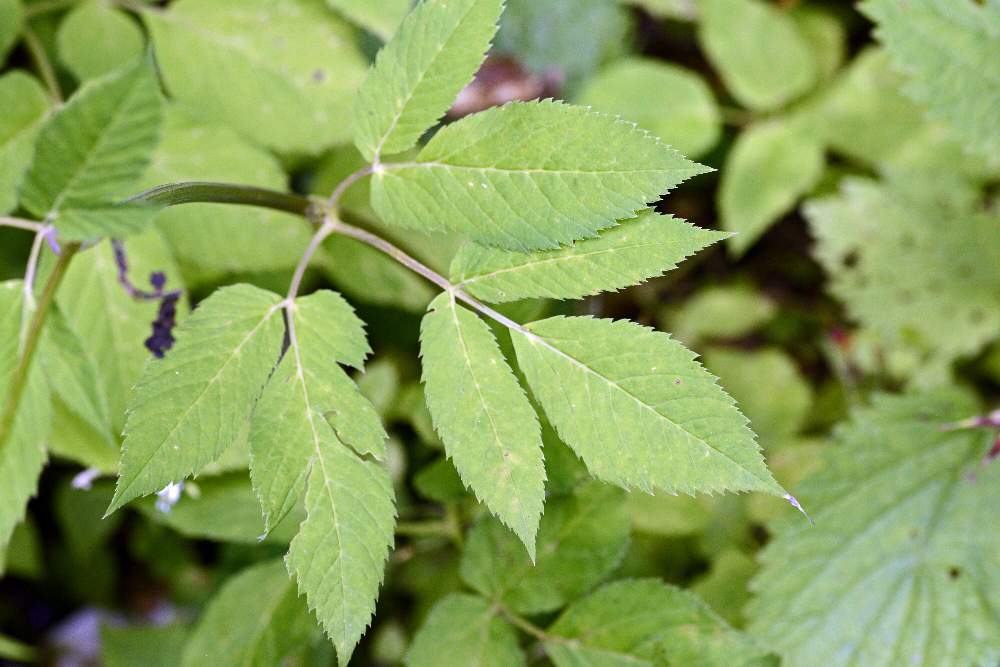 Da identificare, credo Apiaceae