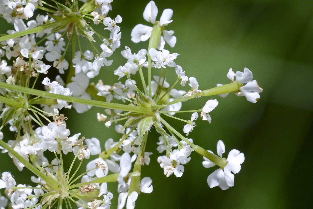 Apiaceae da id.