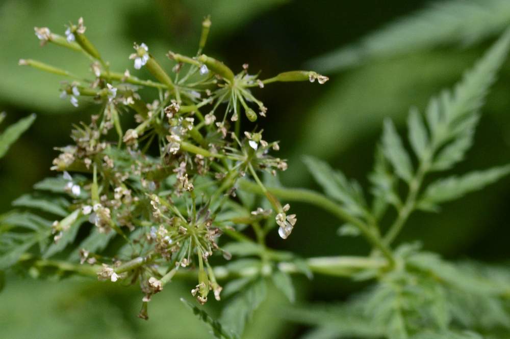 Apiaceae da id.