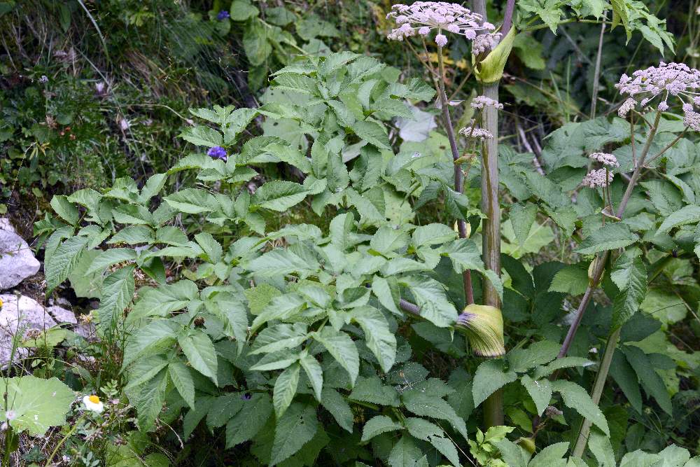 Angelica sylvestris / Angelica selvatica