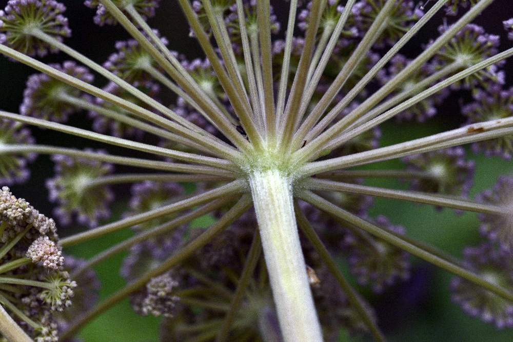 Angelica sylvestris / Angelica selvatica