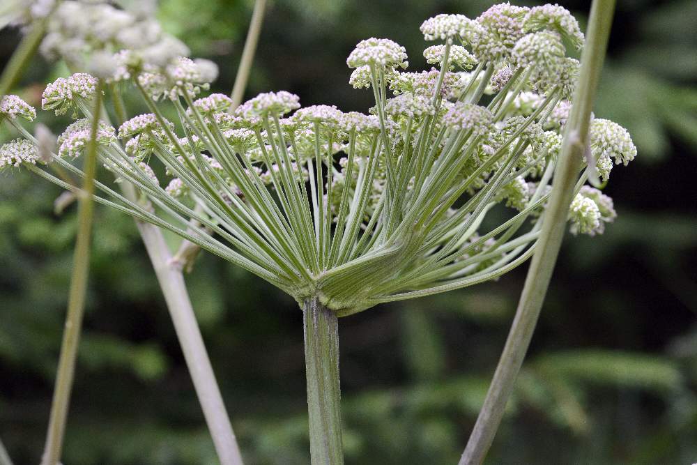 Angelica sylvestris / Angelica selvatica