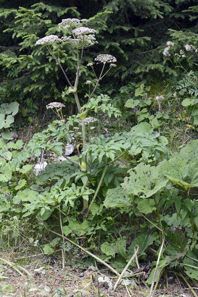 Angelica sylvestris / Angelica selvatica