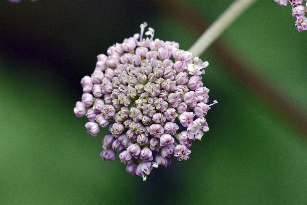 Angelica sylvestris / Angelica selvatica