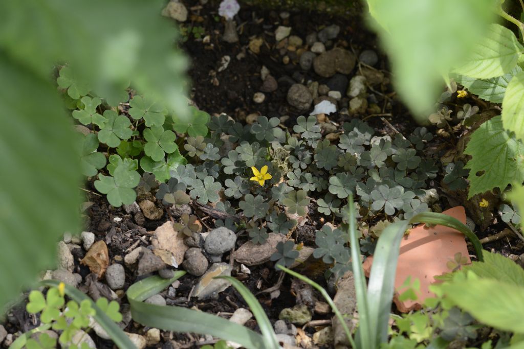 Oxalis gialla:    Oxalis corniculata