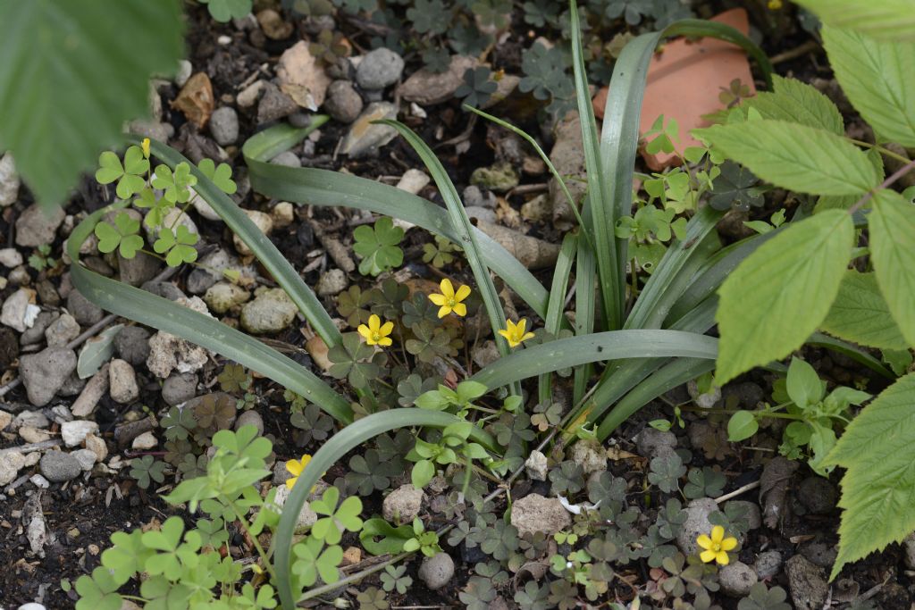 Oxalis gialla:    Oxalis corniculata