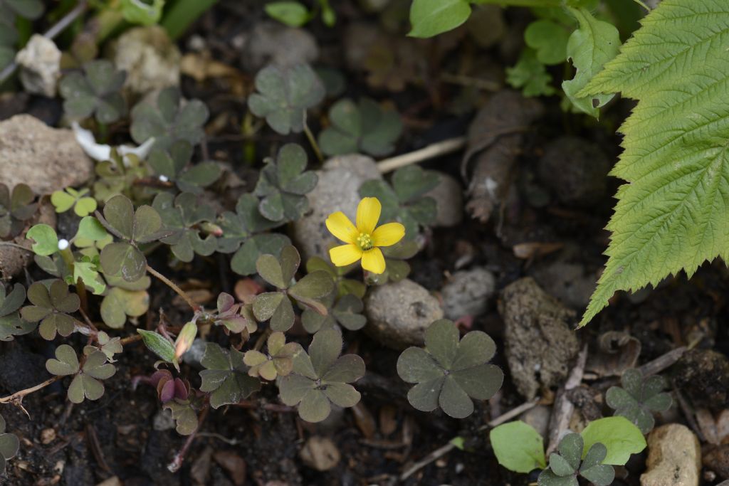 Oxalis gialla:    Oxalis corniculata