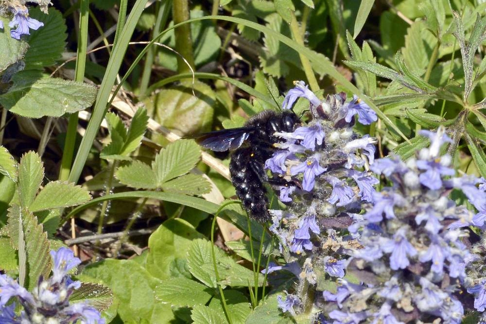 Apone nero con ali azzurre: Xilocopa cfr. violacea