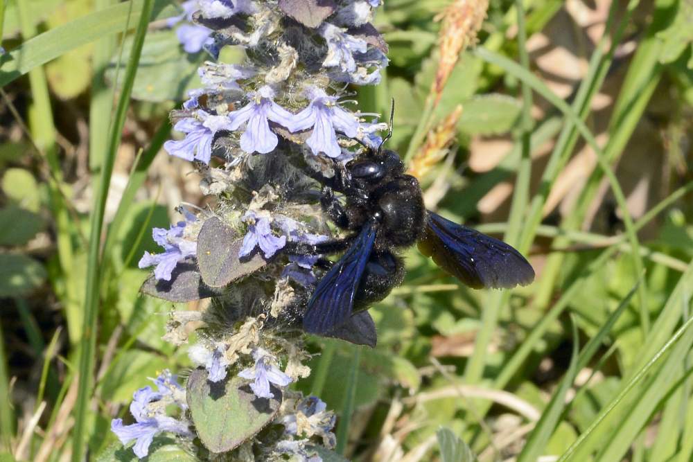 Apone nero con ali azzurre: Xilocopa cfr. violacea