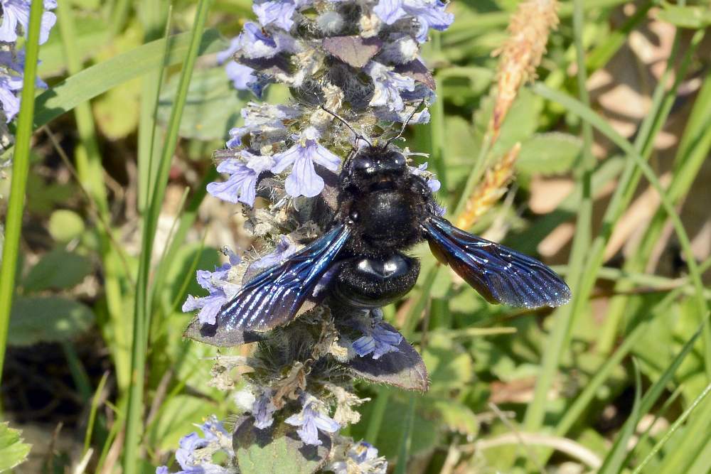 Apone nero con ali azzurre: Xilocopa cfr. violacea