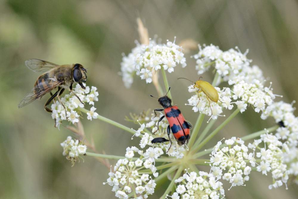 Eristalis tenax (Syrphidae)