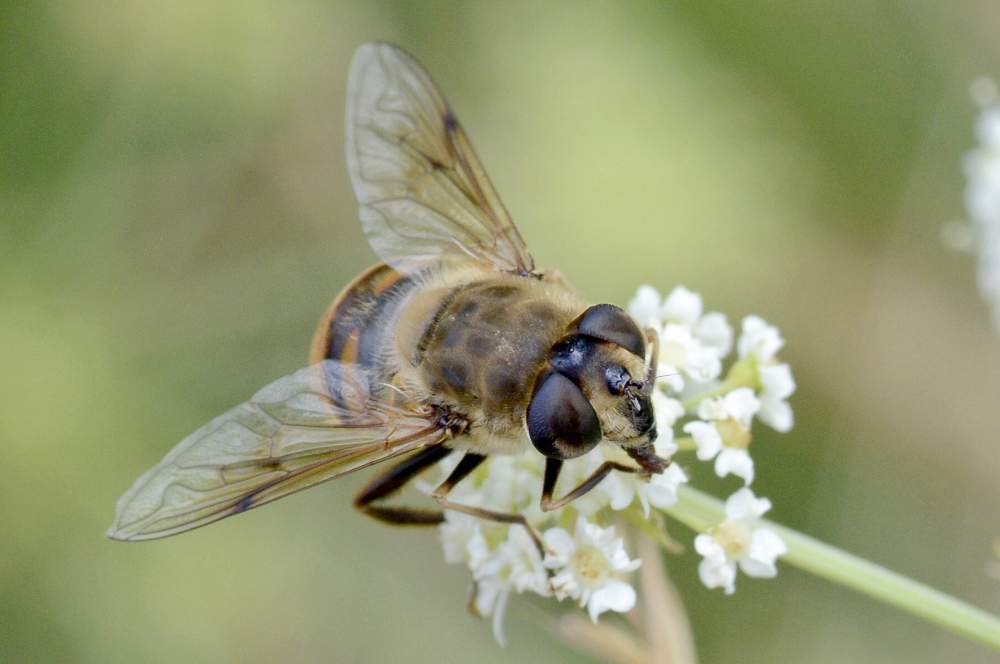 Eristalis tenax (Syrphidae)