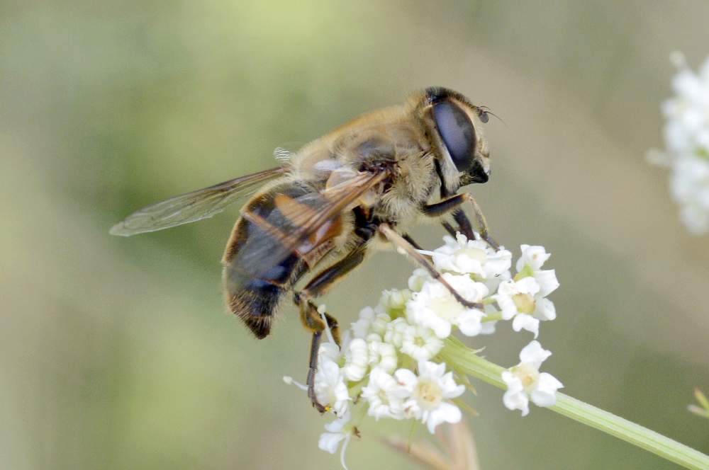 Eristalis tenax (Syrphidae)