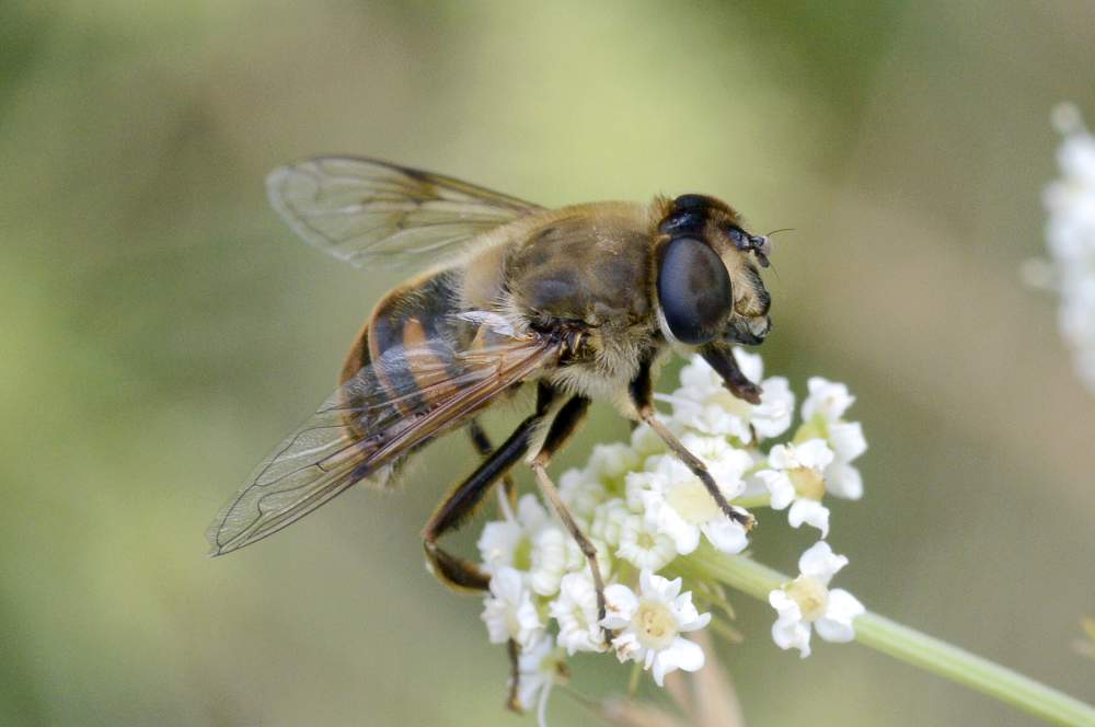 Eristalis tenax (Syrphidae)