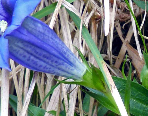 Gentiana clusii