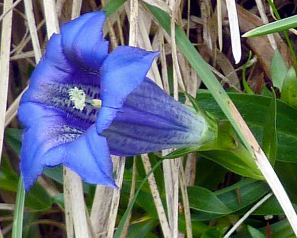 Gentiana clusii