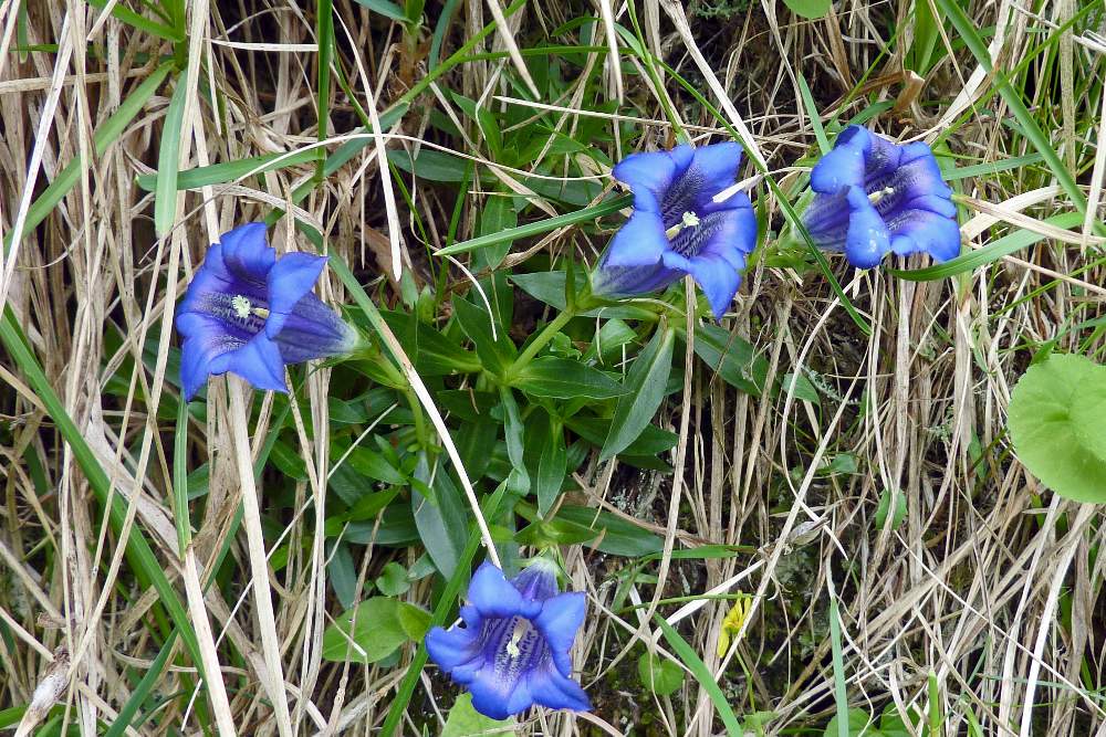 Gentiana clusii