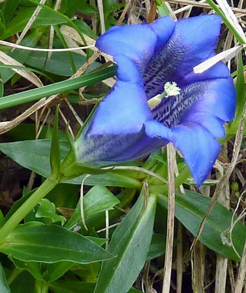 Gentiana clusii