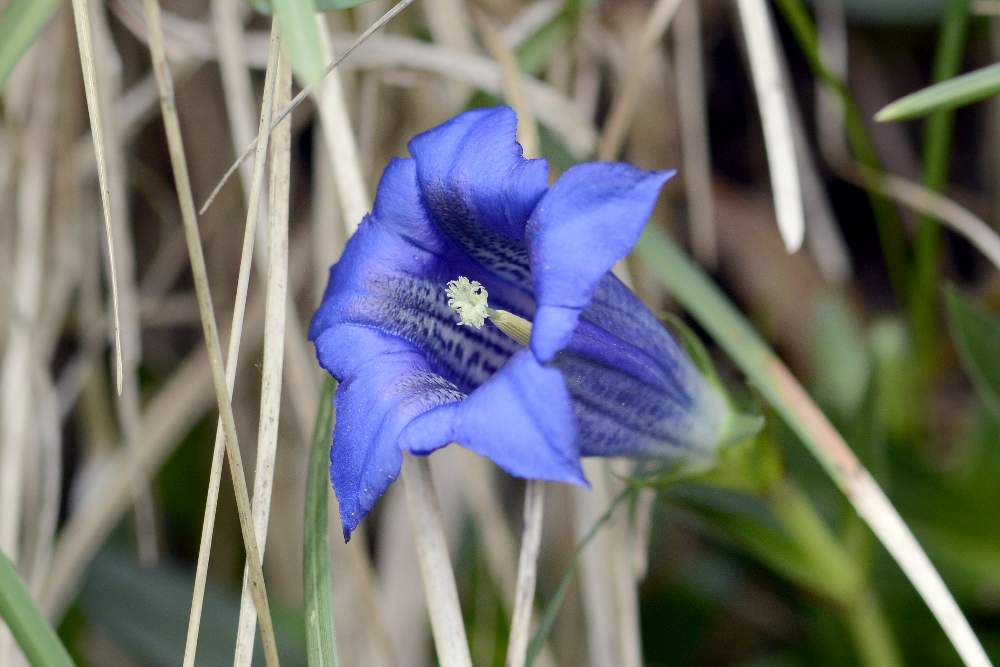 Gentiana clusii