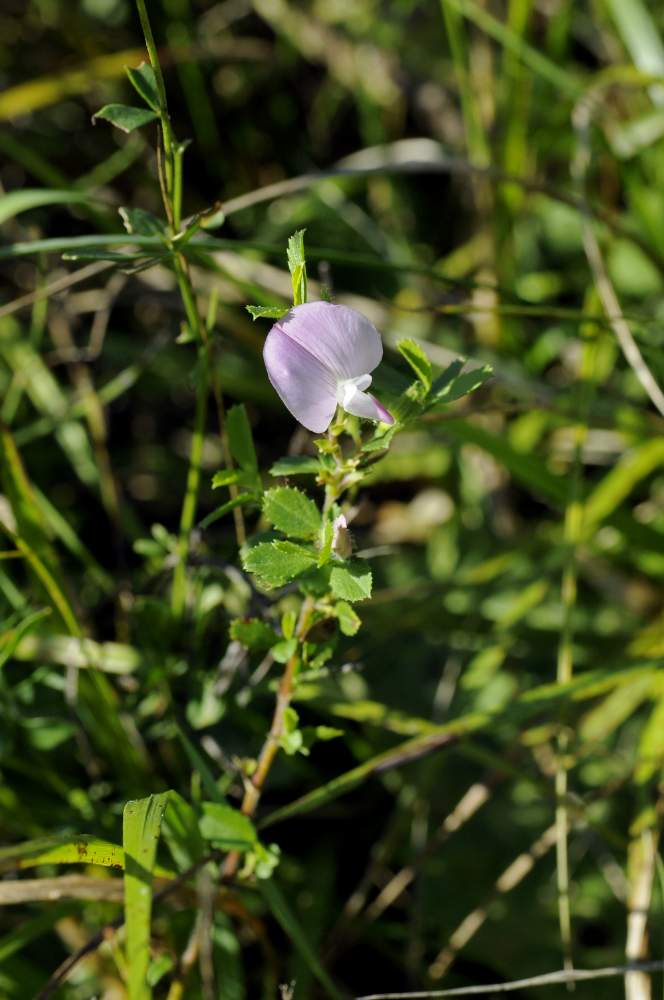 Ononis spinosa senza spine