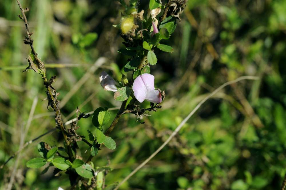 Ononis spinosa senza spine