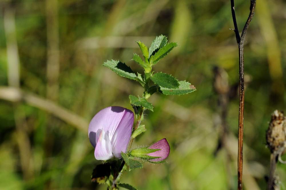 Ononis spinosa senza spine