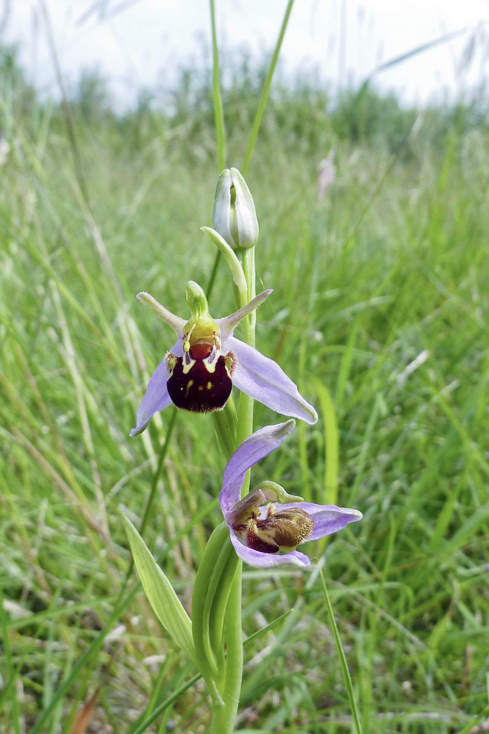 Ophrys apifera