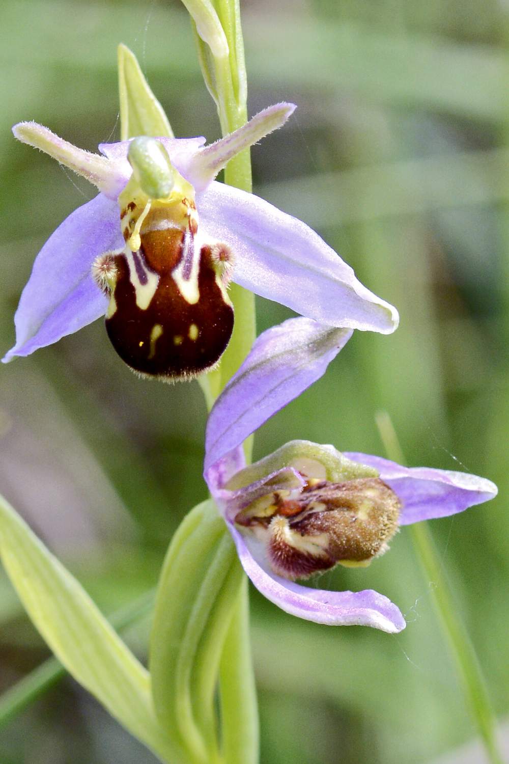 Ophrys apifera