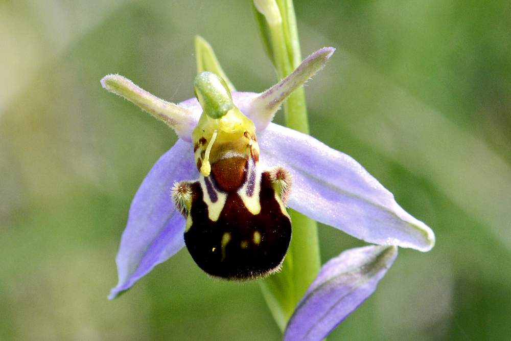 Ophrys apifera