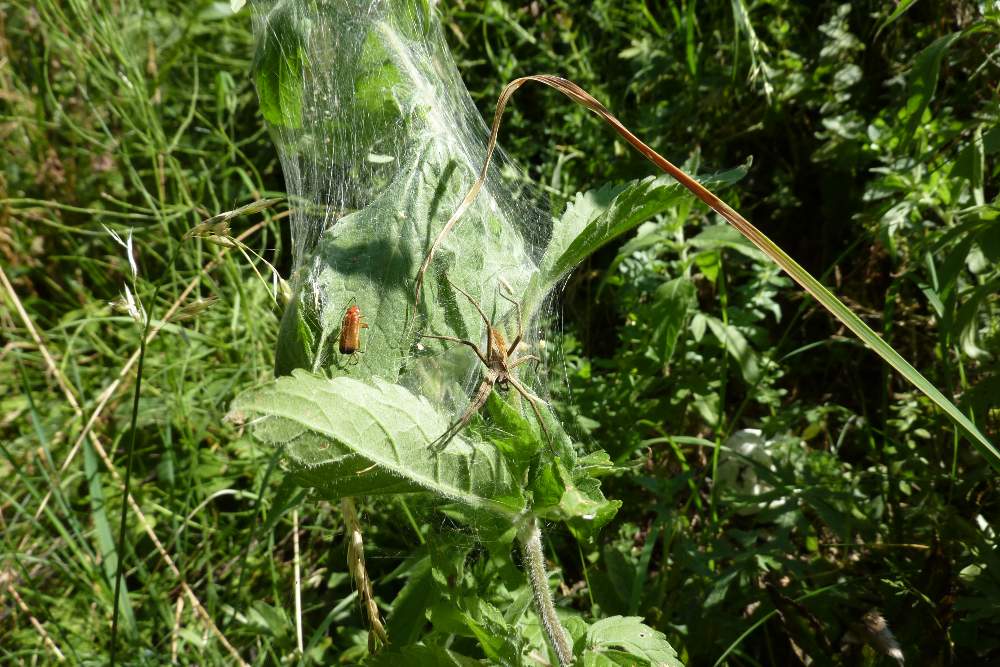 Pisaura sp. - Pederobba (TV)