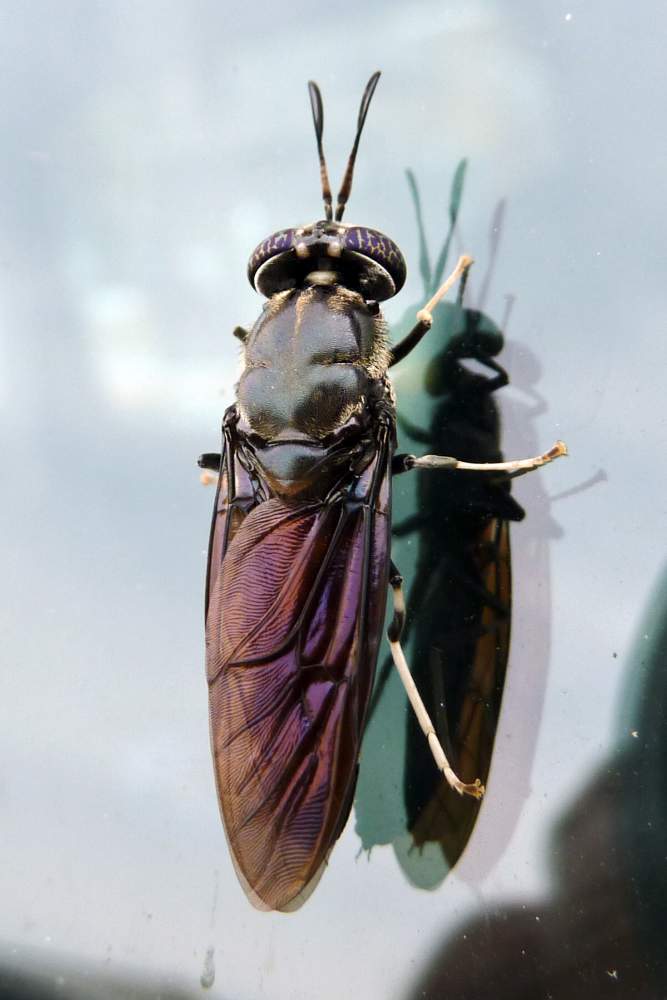 Hermetia illucens  (Stratiomyidae)