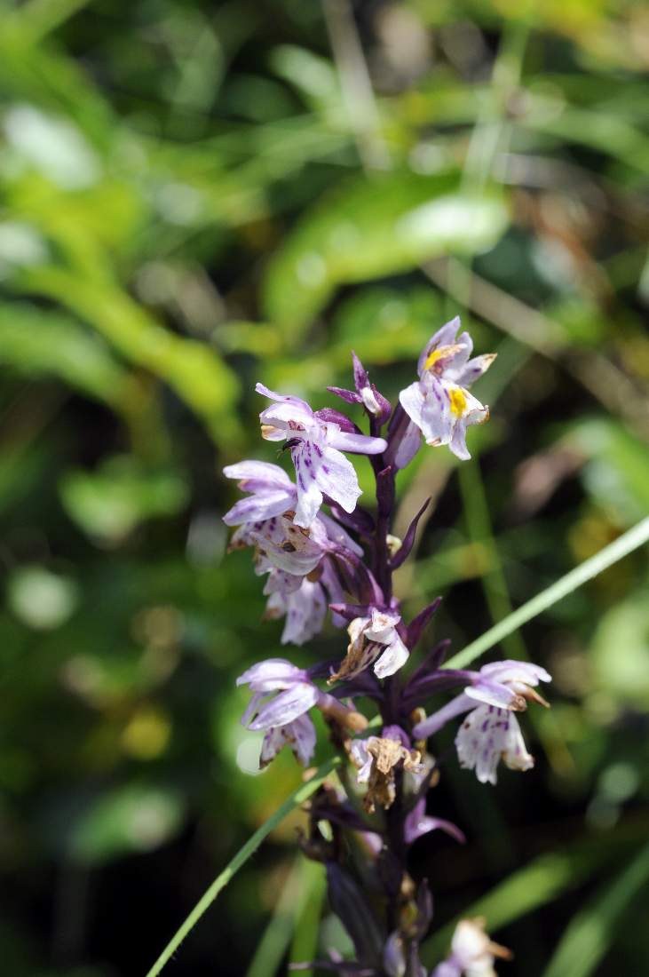 Orchidea da ID: Dactylorhiza fuchsii