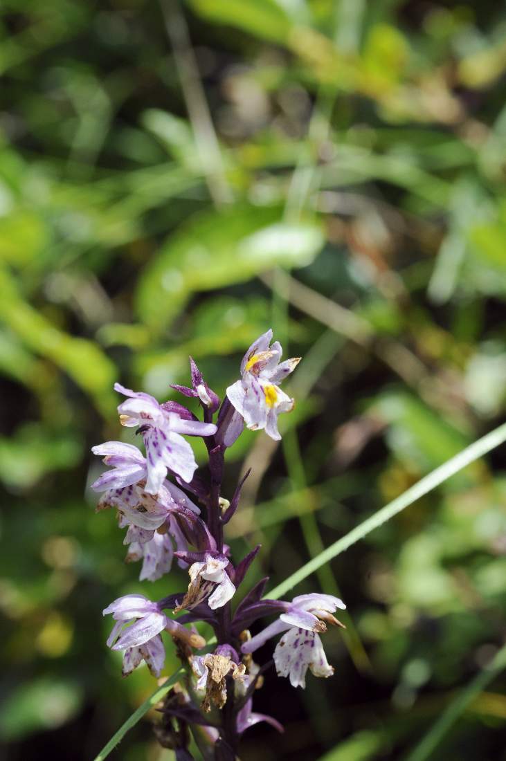 Orchidea da ID: Dactylorhiza fuchsii