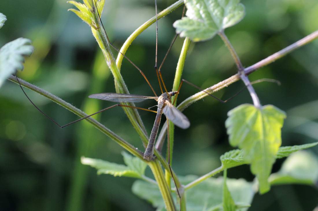 Credo Tipula da ID