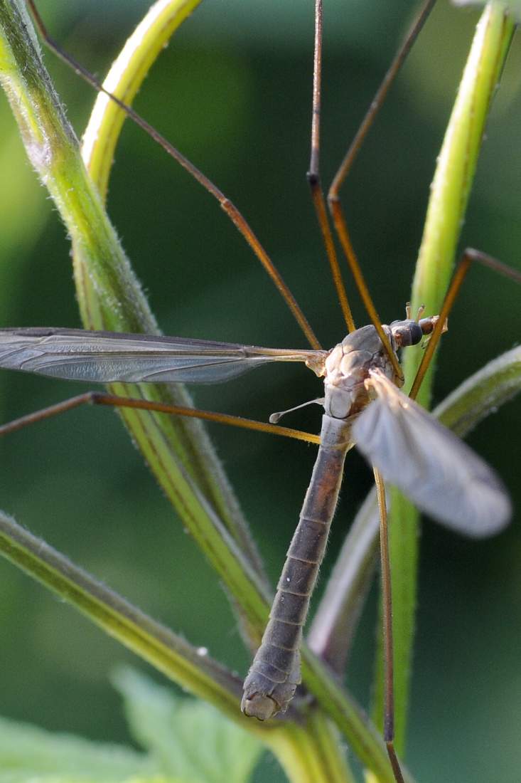 Credo Tipula da ID