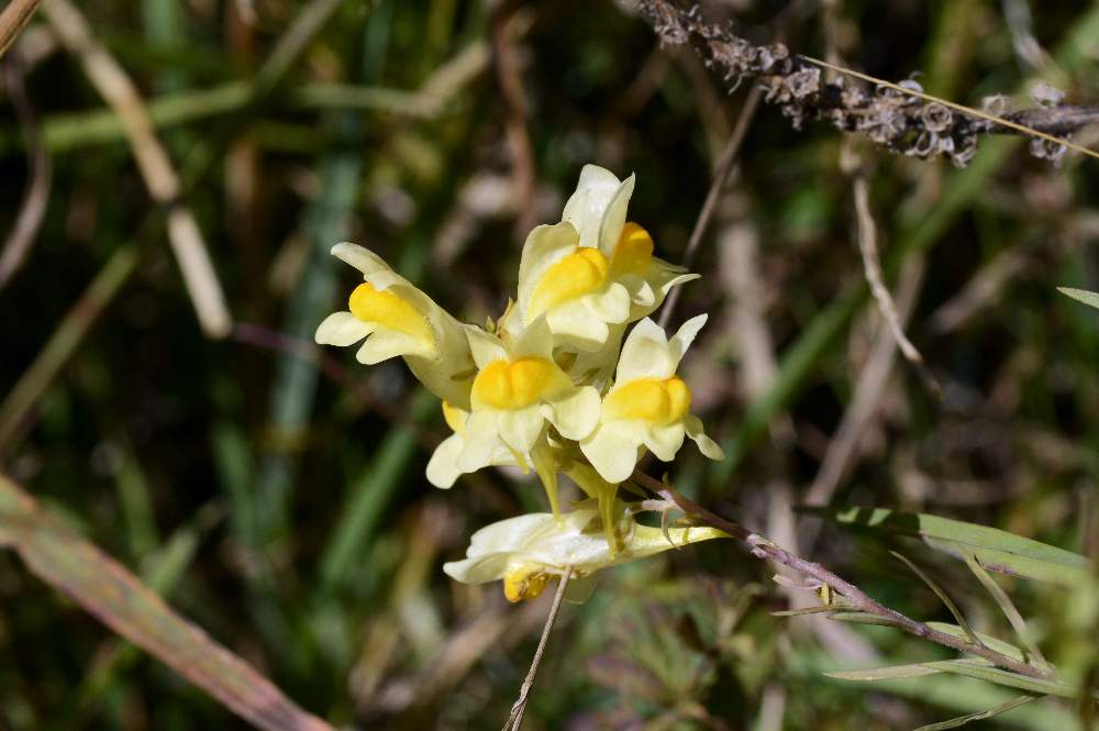 Linaria vulgaris